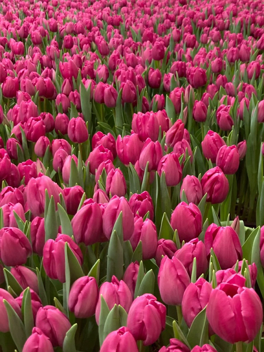 valigia perfetta per Amsterdam con Hybrid